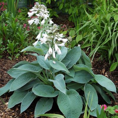 Hosta 'Big Mama'